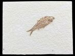 Bargain Knightia Fossil Fish - Wyoming #39656-1